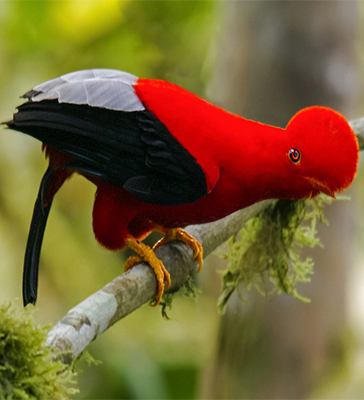 Tour Zona Cultural del Manu 3D/2N