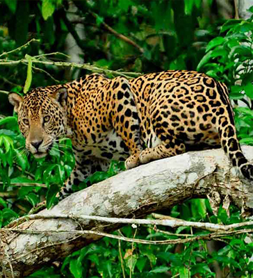 Viaje a la selva peruana 4D/3N Zona Cultural del Manu