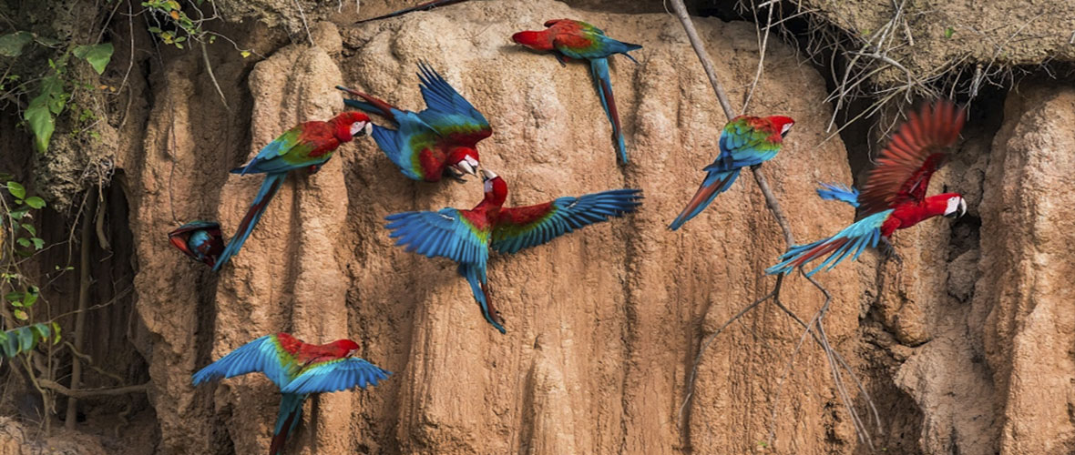 peru jungle trips manu tours trips fenix peru travel