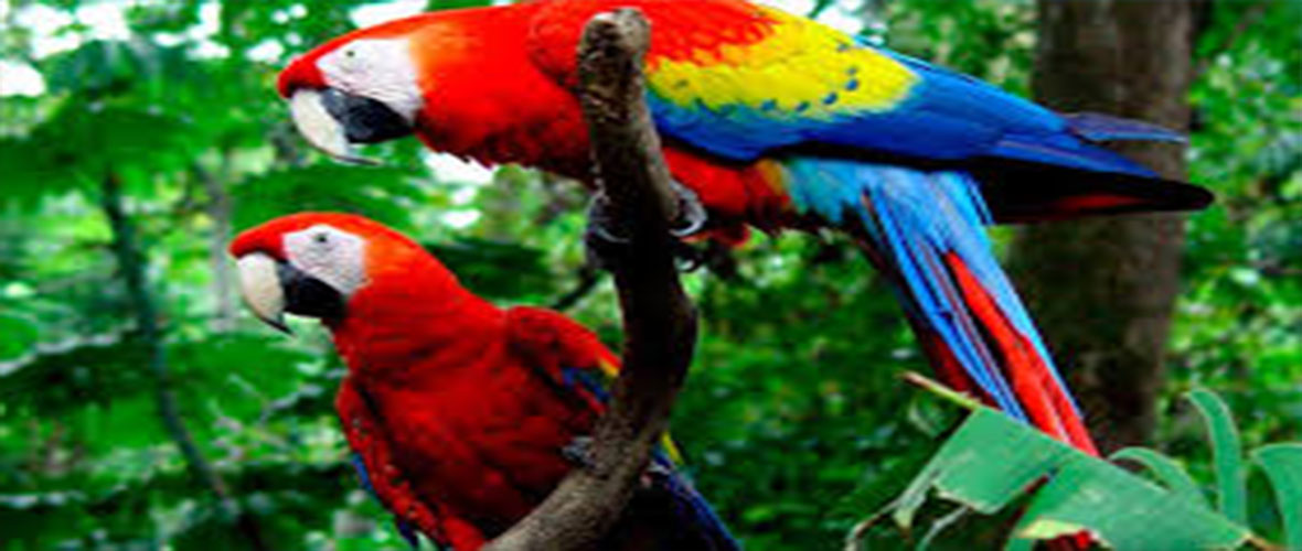 peru jungle trips manu tours trips fenix peru travel