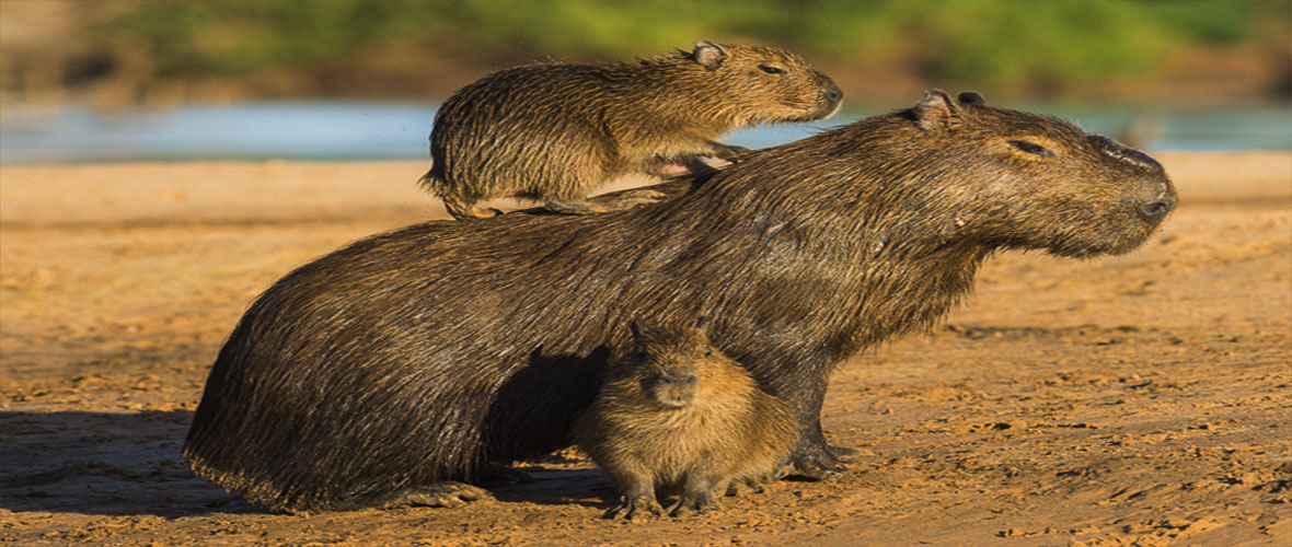 peru travel jungle trips amazon fenix cusco machupicchu