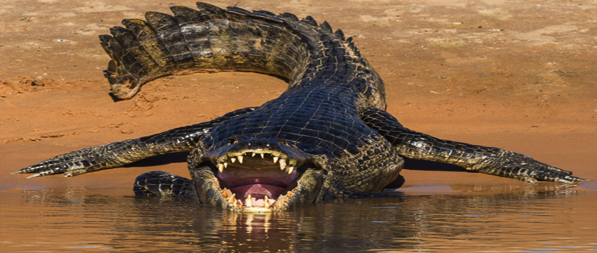 peru travel jungle trips amazon fenix cusco machupicchu