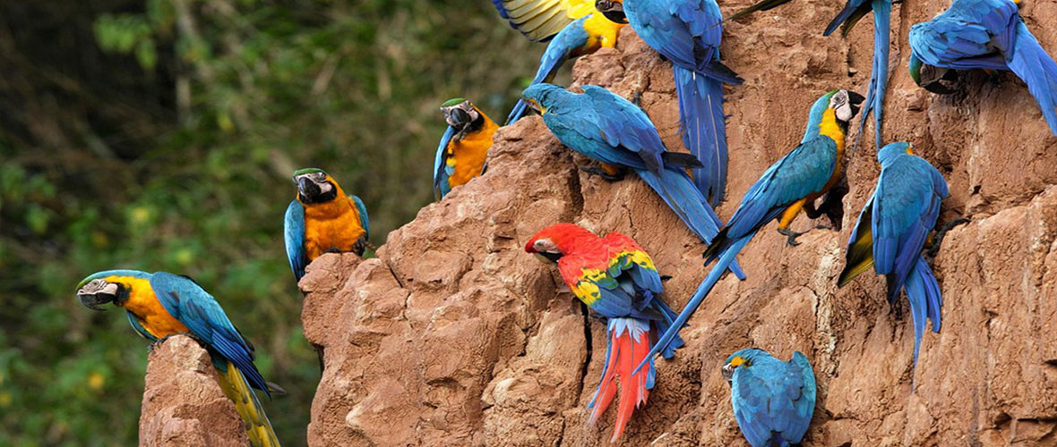 peru travel jungle trips amazon fenix cusco machupicchu